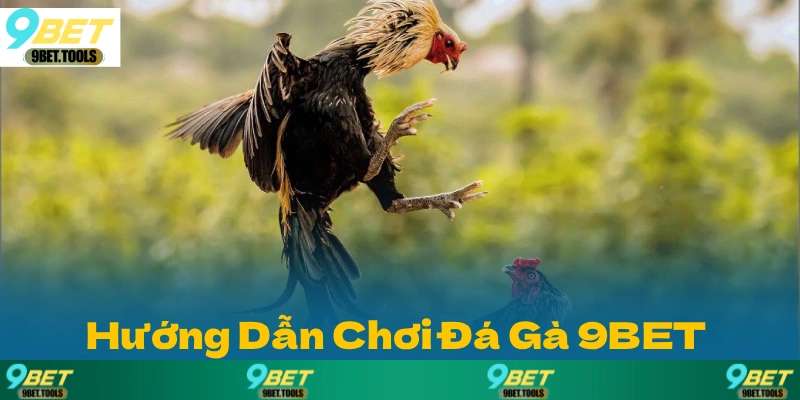 Hướng Dẫn Chơi Đá Gà 9BET Dành Cho Người Mới